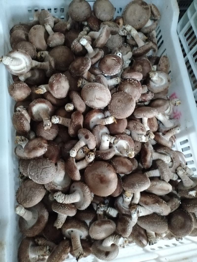 鲜香菇
