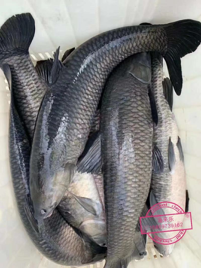 精品土塘专养池青鱼