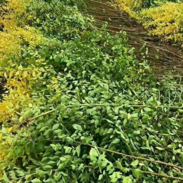 供应,地接金叶榆0.6以上大量出售