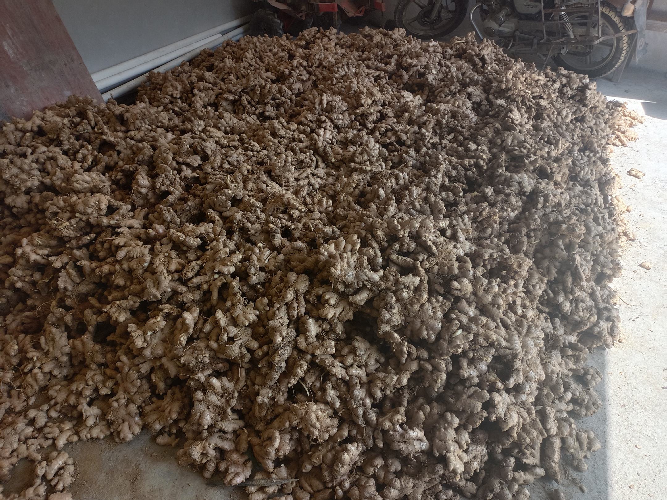 现代化生姜种植基地与提取加工厂实景 现代化生姜种植基地与加工厂
