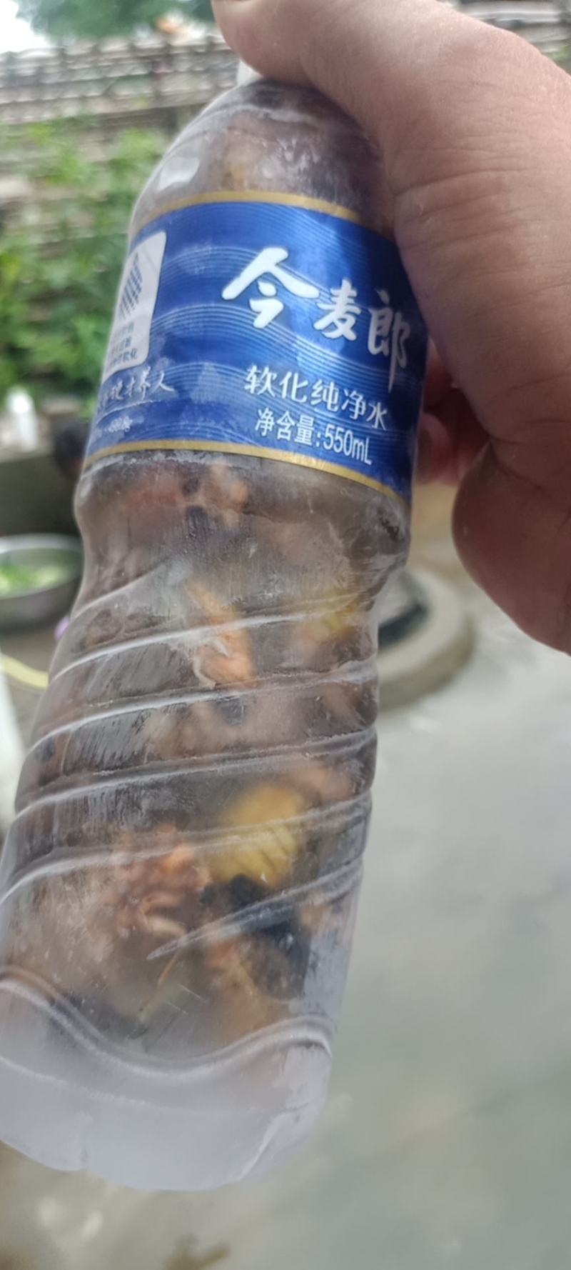 银蝉