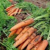 胡萝卜种子籽红胡萝卜黄胡萝卜高产秋四季萝卜种籽蔬菜种孑