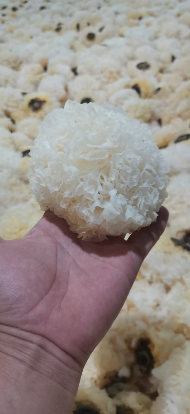 古田雪花银耳产地直销