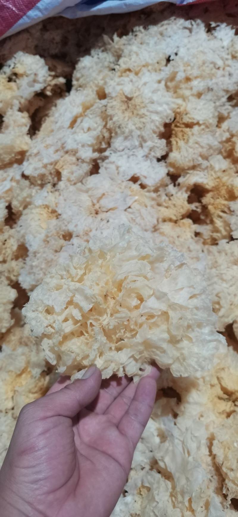 古田雪花银耳产地直销