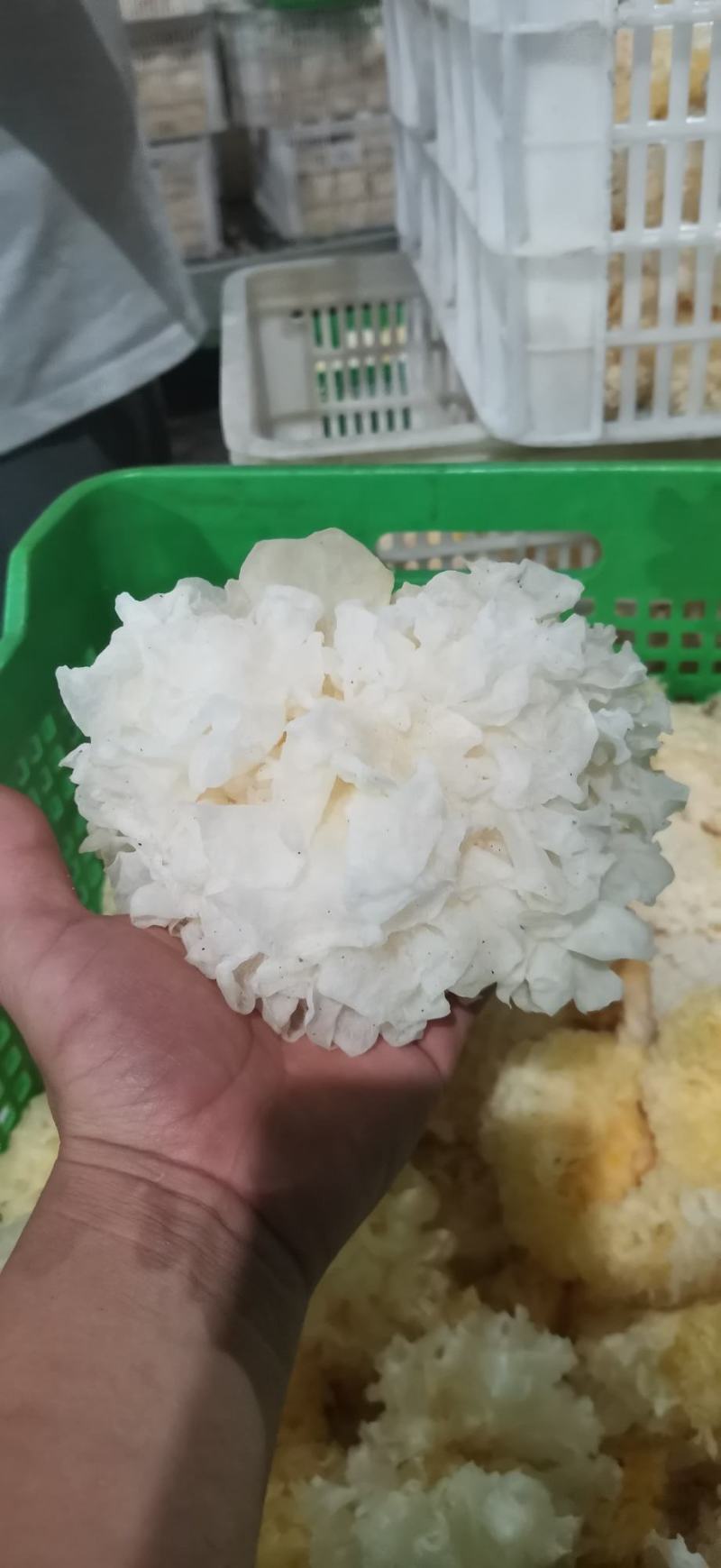 古田雪花银耳产地直销