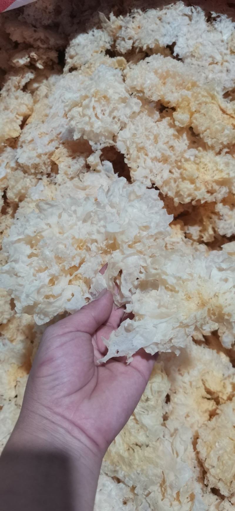 古田雪花银耳产地直销