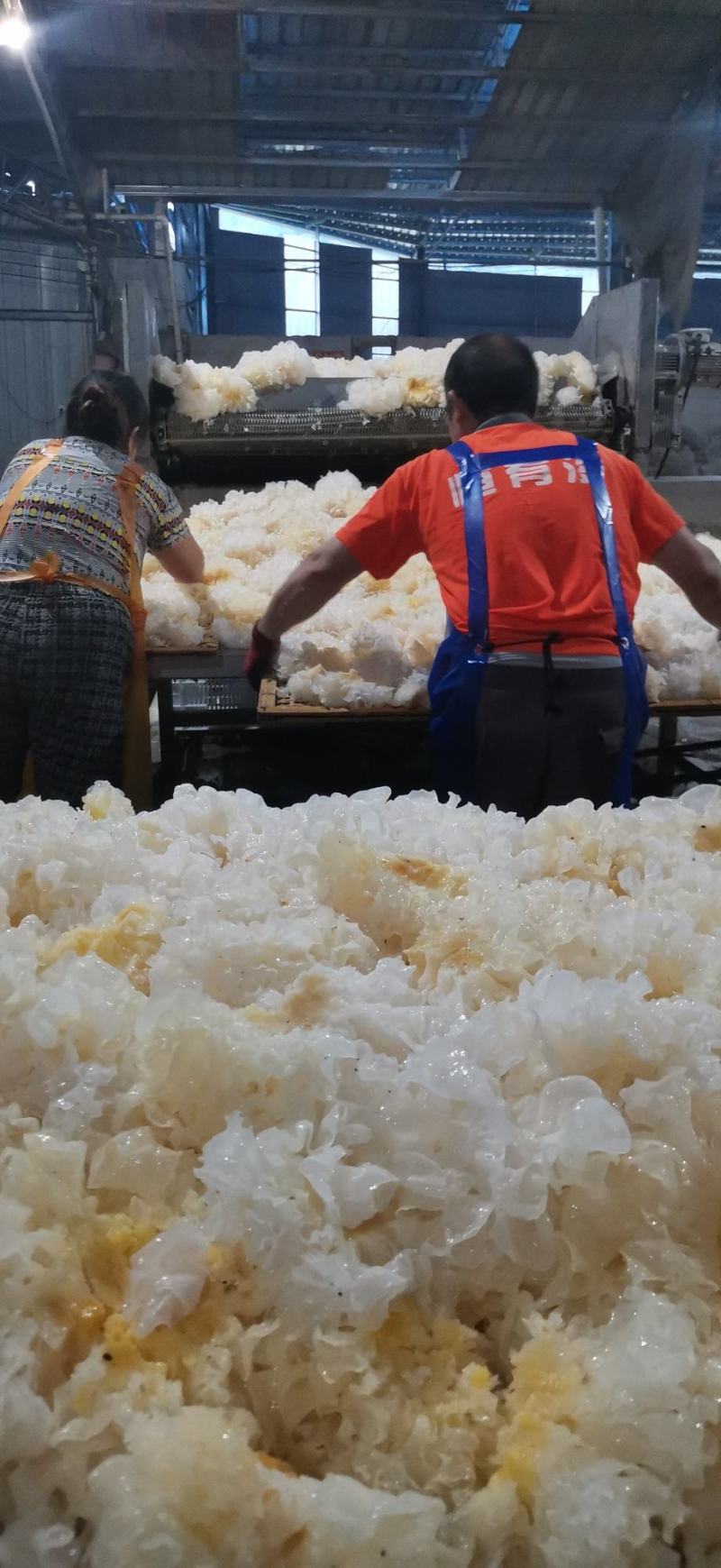 古田雪花银耳产地直销