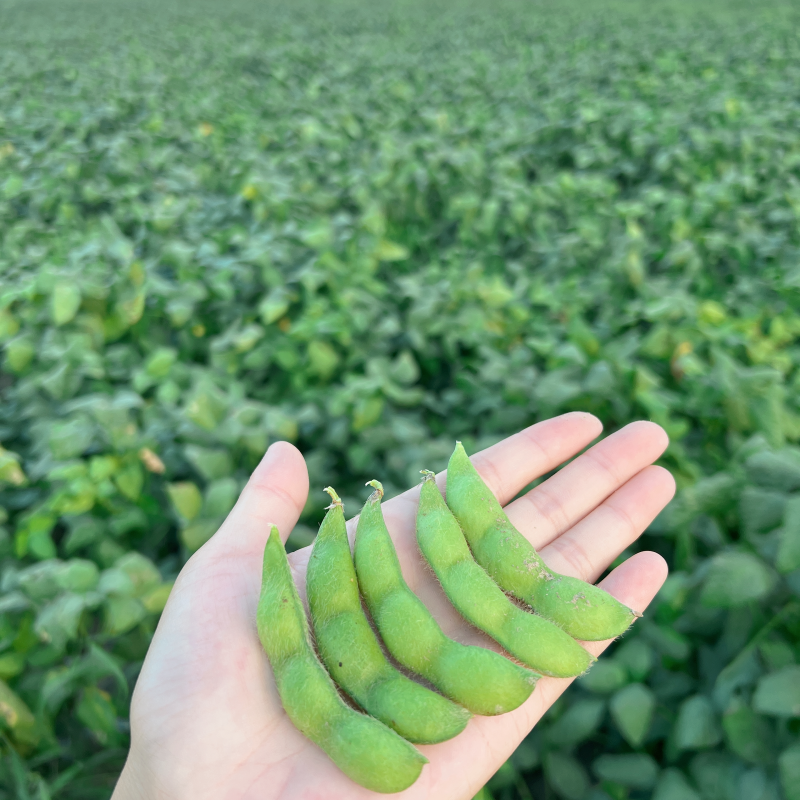 苏州常熟毛豆基地直发当天现采电商团购工厂