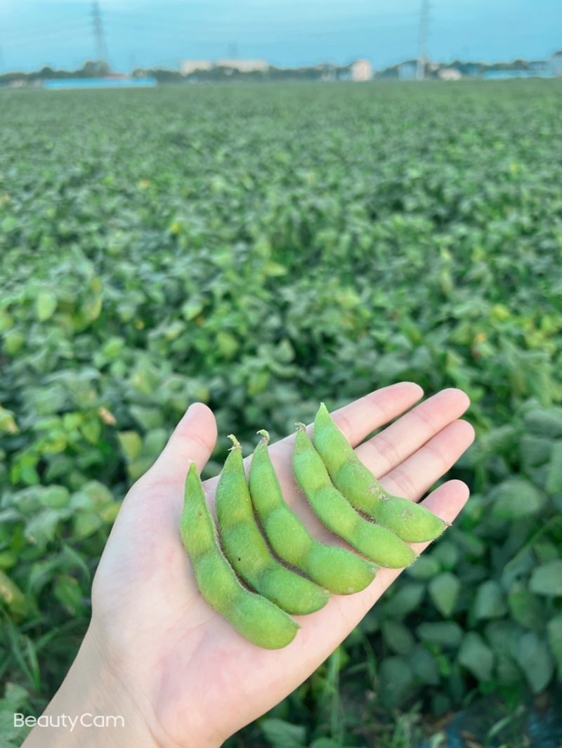 苏州常熟毛豆基地直发当天现采电商团购工厂