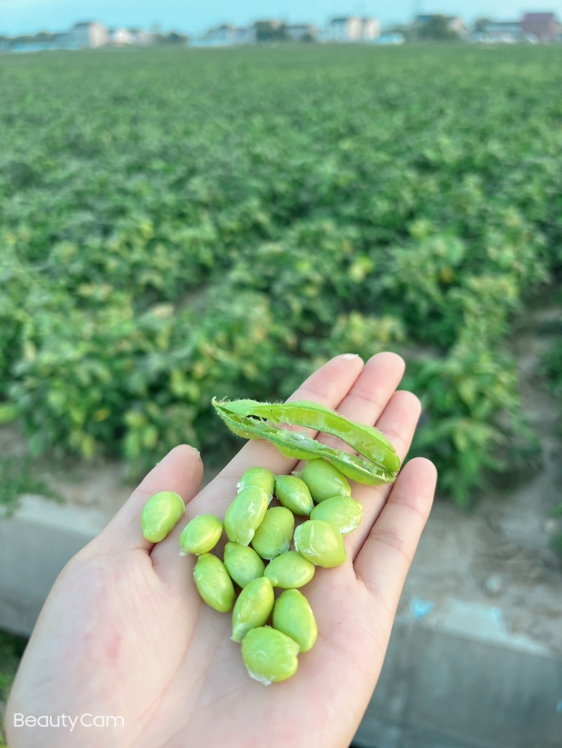 苏州常熟毛豆基地直发当天现采电商团购工厂