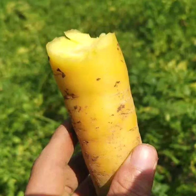 水果型齐头黄胡萝卜种子高产西洋参黄胡萝卜籽春秋冬播种蔬菜