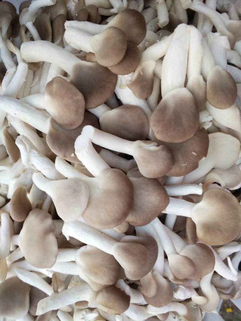 高温秀珍菇菌种夏季褐秀台秀驯化高温种