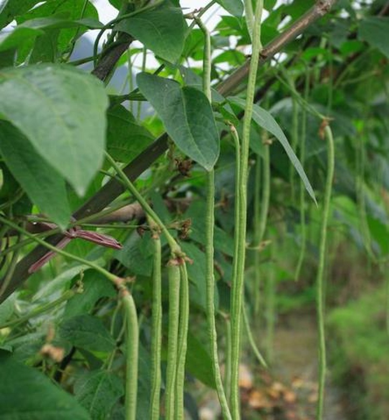高产豇豆种子特长四季豆秋冬季春夏季豆角种籽大全蔬菜种孑