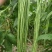 高产豇豆种子特长四季豆秋冬季春夏季豆角种籽大全蔬菜种孑