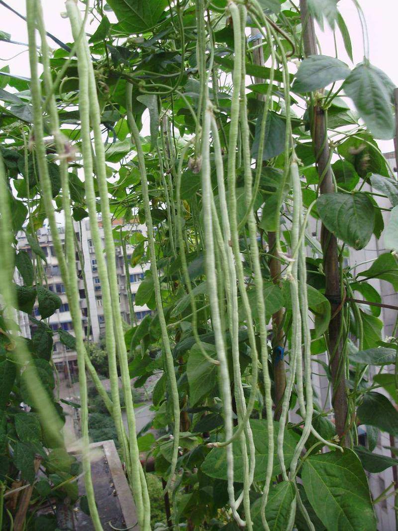 高产豇豆种子特长四季豆秋冬季春夏季豆角种籽大全蔬菜种孑