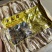牛大力大量批发一盒250克美丽崖豆藤500克