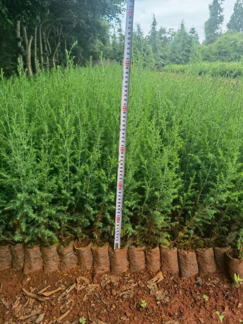 藏柏苗圆柏苗扁柏苗小袋苗大袋苗一手货源