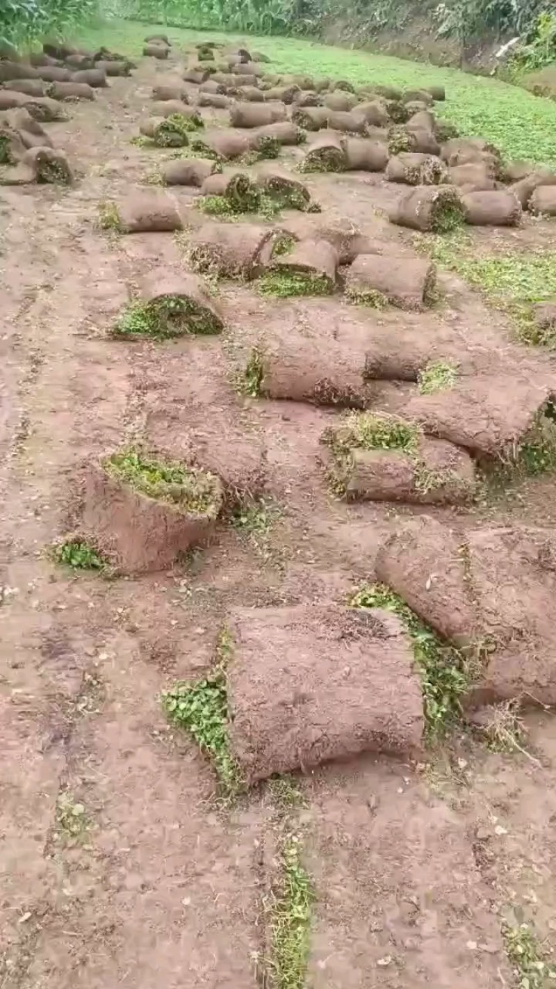 马蹄金草坪