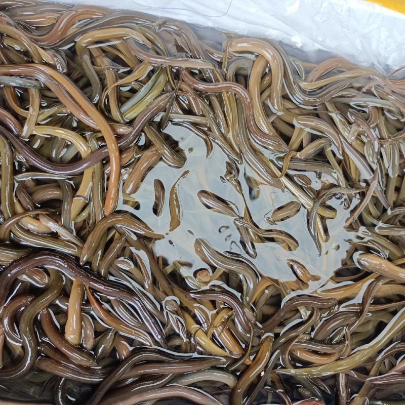 正大9号黄鳝苗人工养殖
