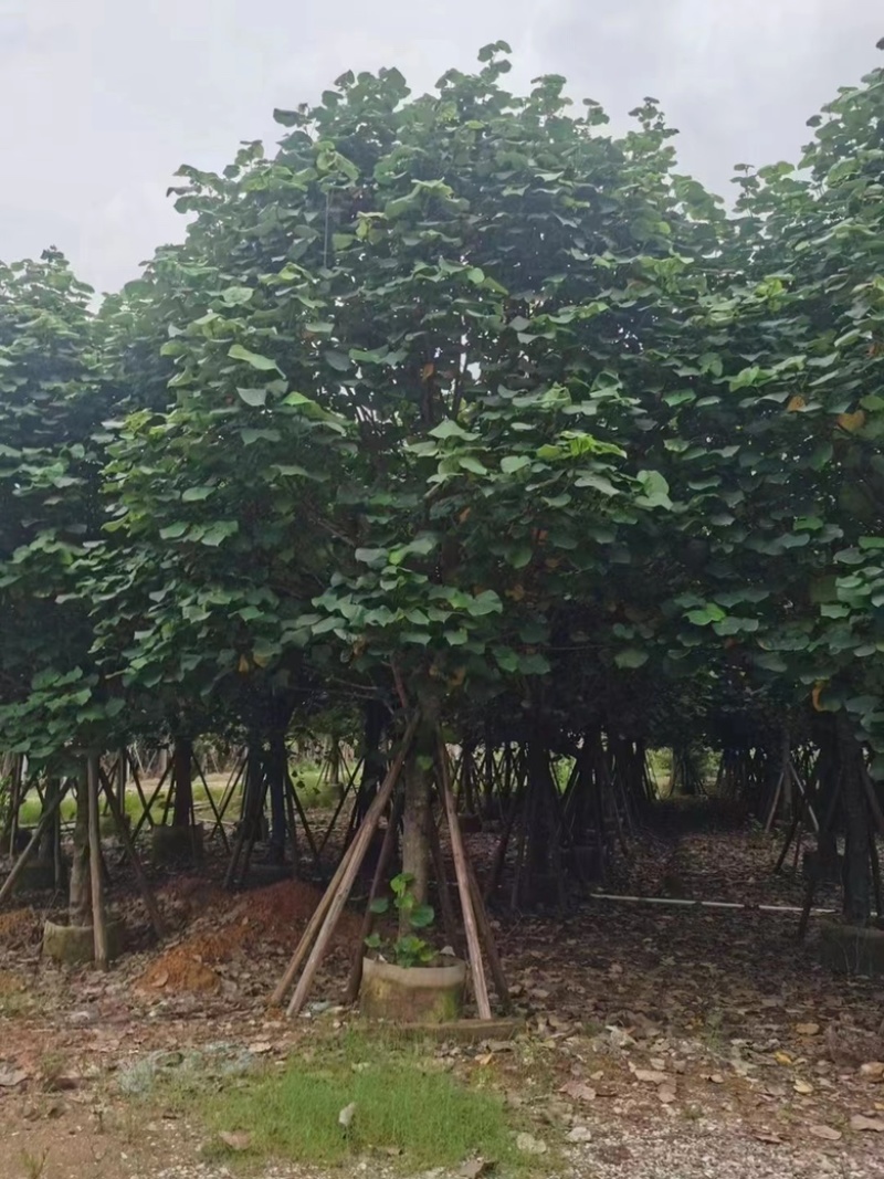 大量出售各种规格的全冠黄槿有须联系我价格优惠