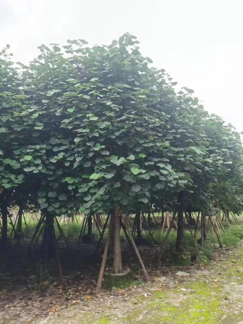 大量出售各种规格的全冠黄槿有须联系我价格优惠