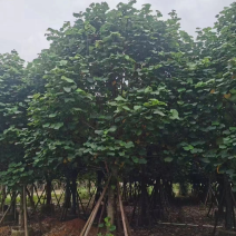 大量出售各种规格的全冠黄槿有须联系我价格优惠