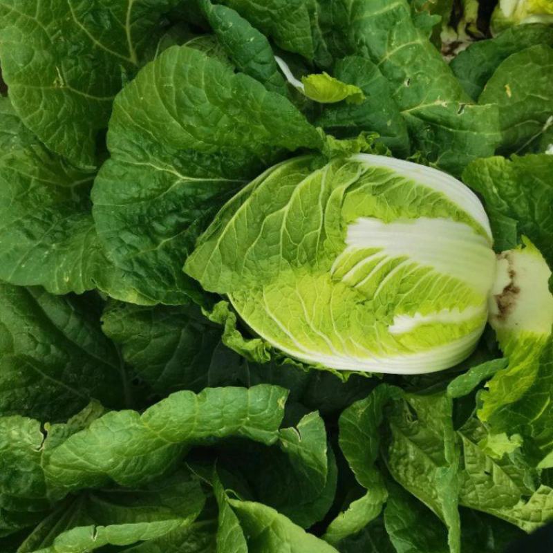 黄心白菜
