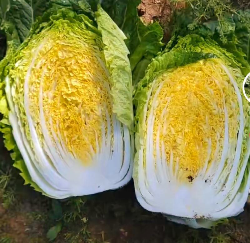 黄心白菜