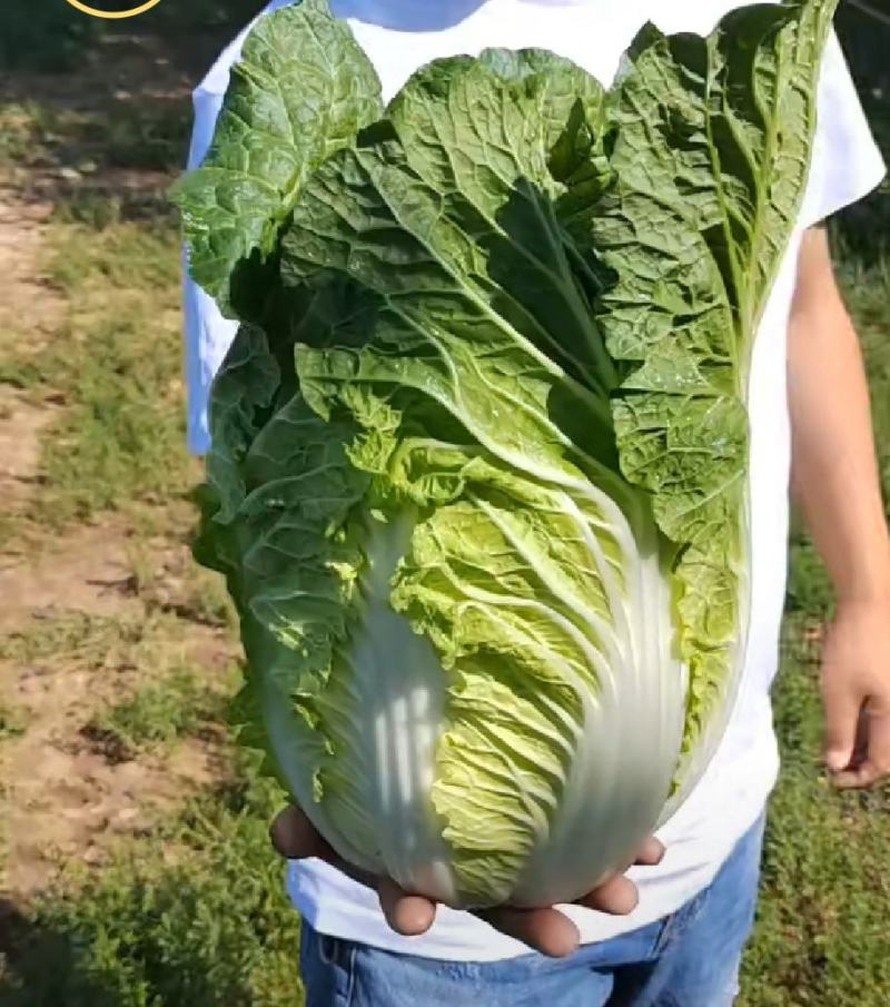 黄心白菜
