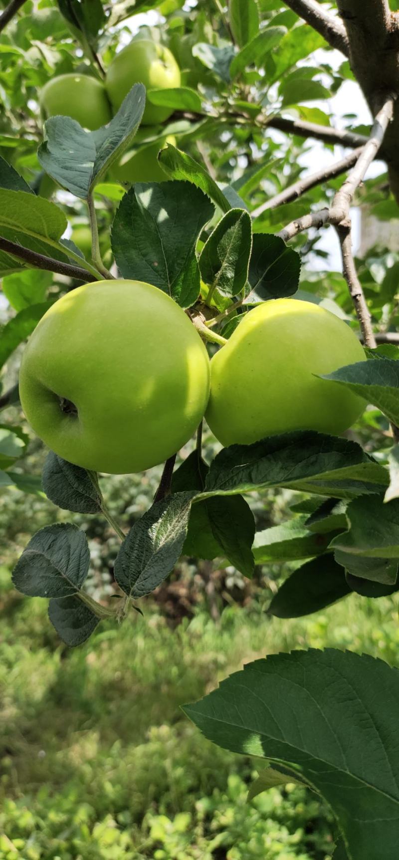 云南昭通早熟青香蕉苹果口感脆甜果香味浓现在已经大量上市