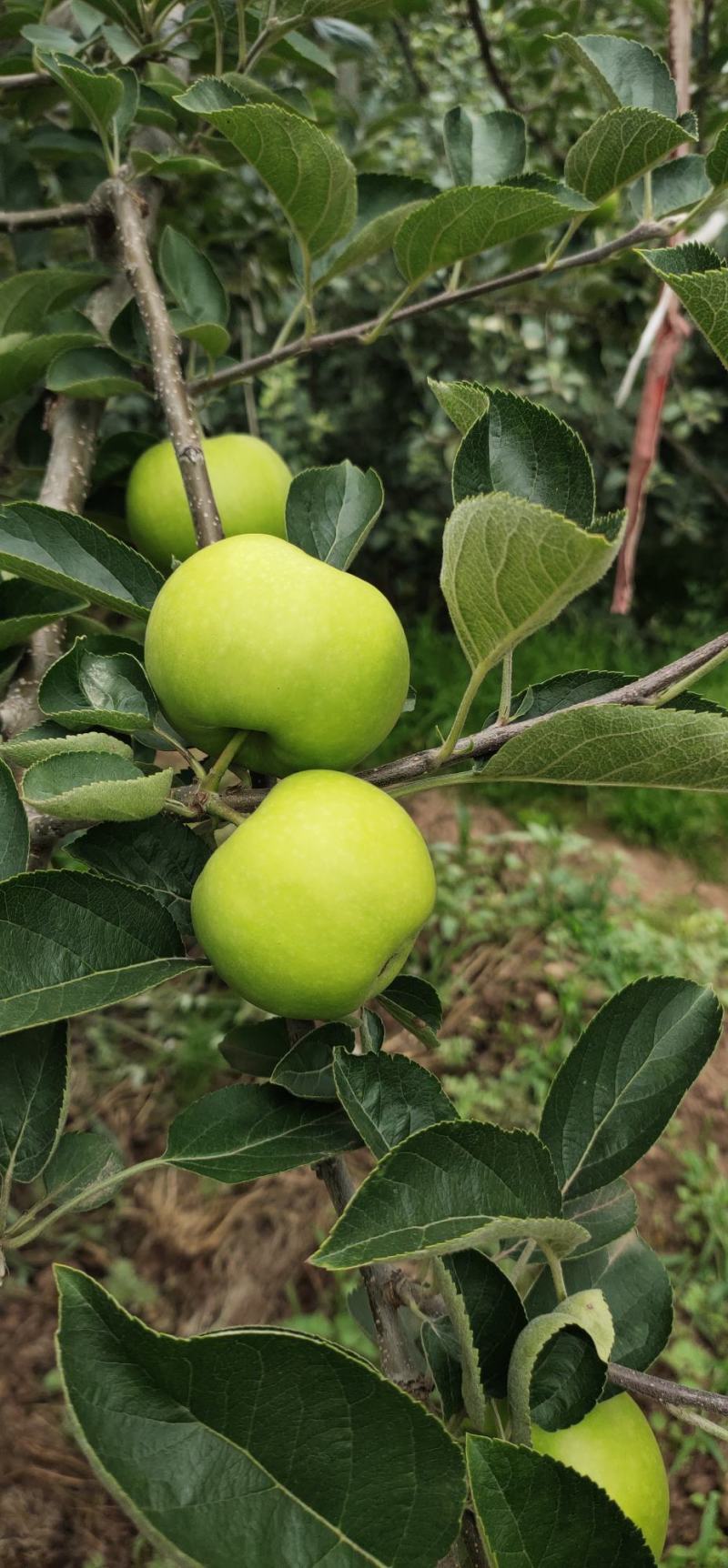 云南昭通早熟青香蕉苹果口感脆甜果香味浓现在已经大量上市