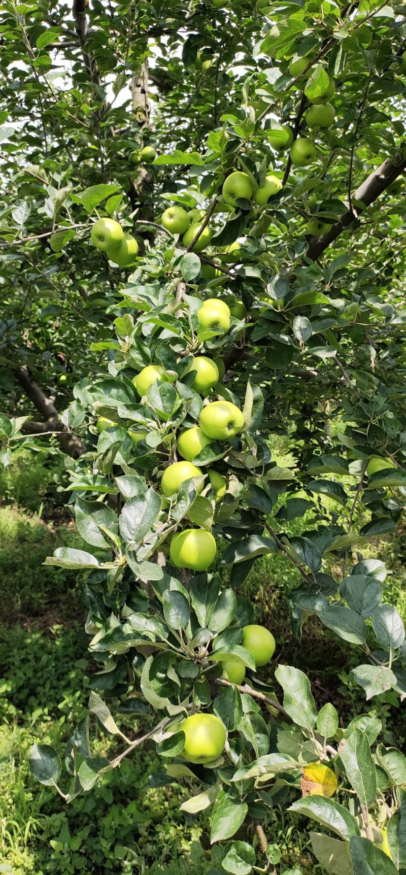 云南昭通早熟青香蕉苹果口感脆甜果香味浓现在已经大量上市