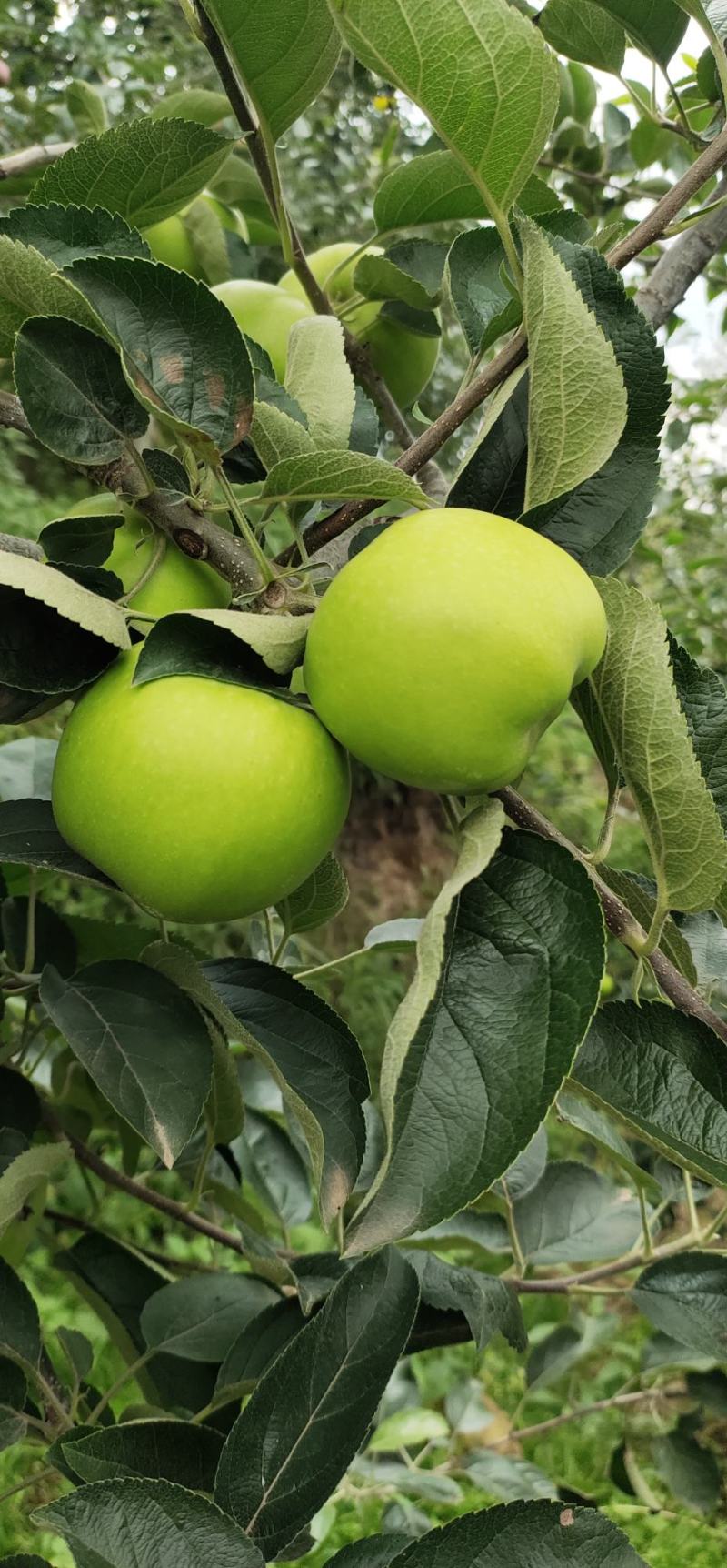 云南昭通早熟青香蕉苹果口感脆甜果香味浓现在已经大量上市