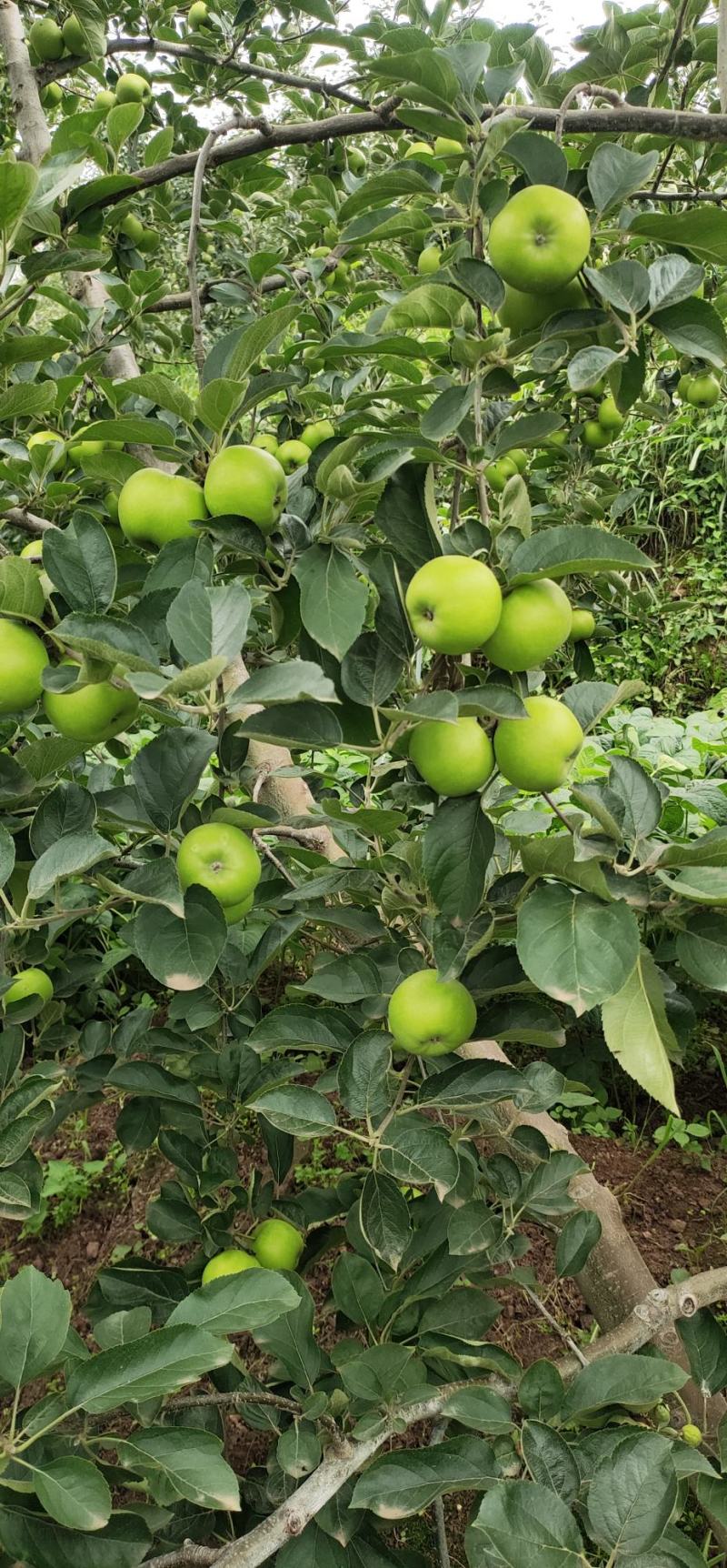 云南昭通早熟青香蕉苹果口感脆甜果香味浓现在已经大量上市
