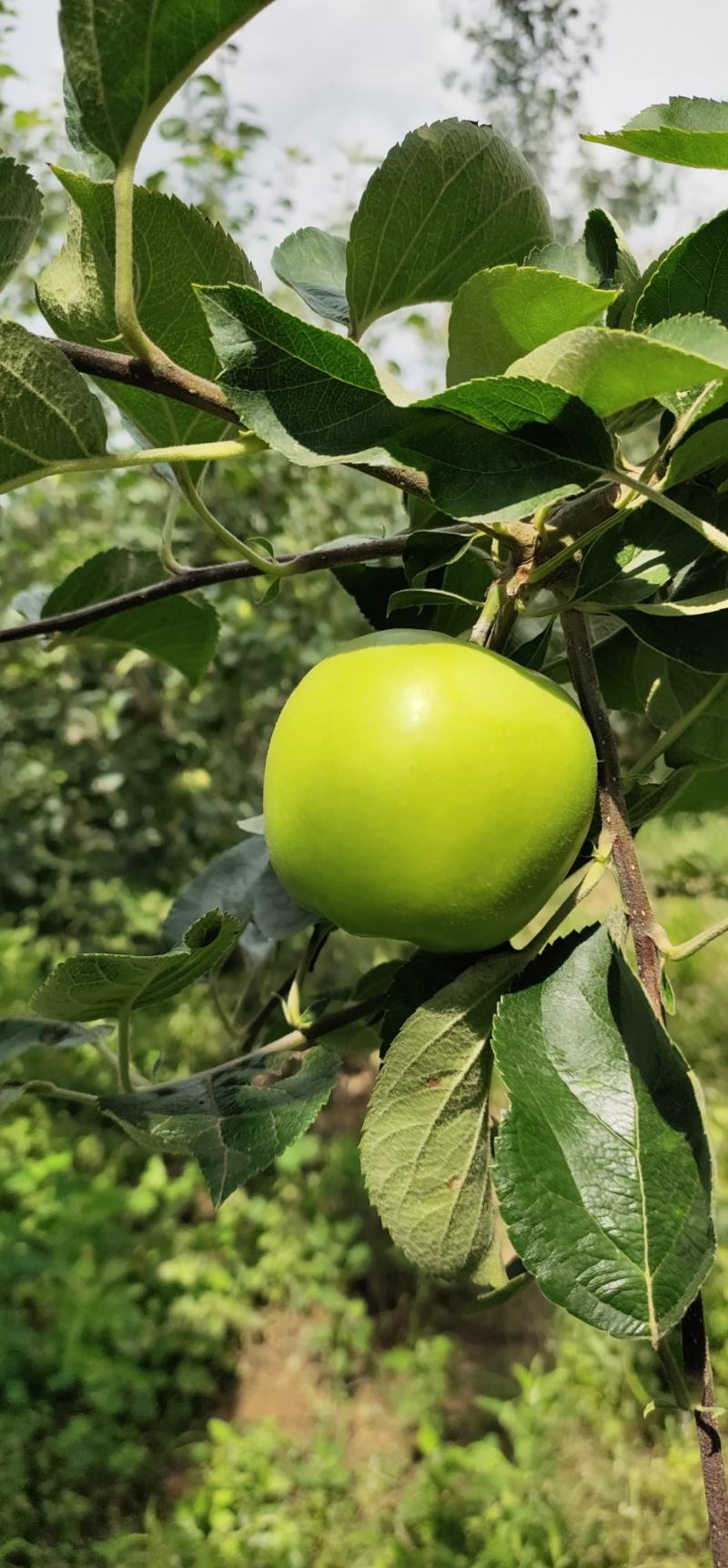 云南昭通早熟青香蕉苹果口感脆甜果香味浓现在已经大量上市