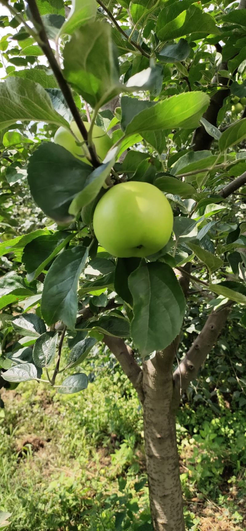 云南昭通早熟青香蕉苹果口感脆甜果香味浓现在已经大量上市