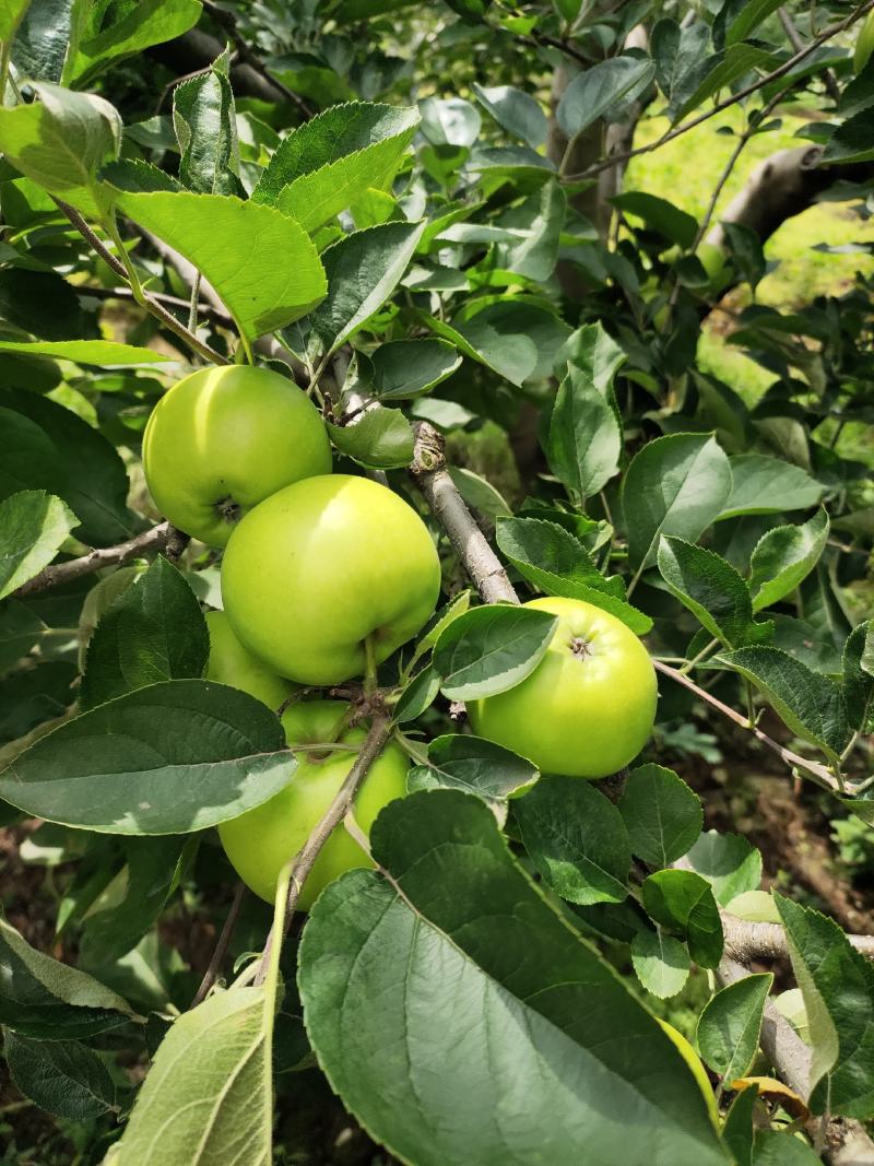 云南昭通早熟青香蕉苹果口感脆甜果香味浓现在已经大量上市