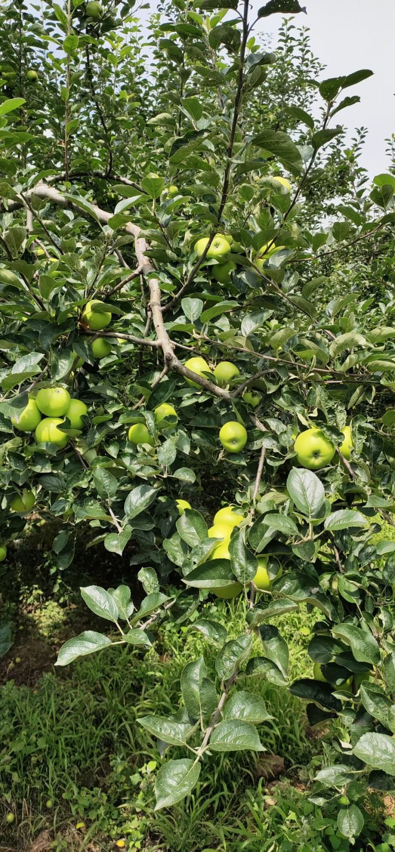 云南昭通早熟青香蕉苹果口感脆甜果香味浓现在已经大量上市