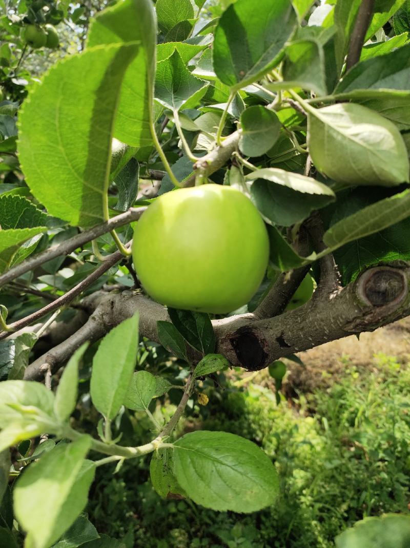 云南昭通早熟青香蕉苹果口感脆甜果香味浓现在已经大量上市