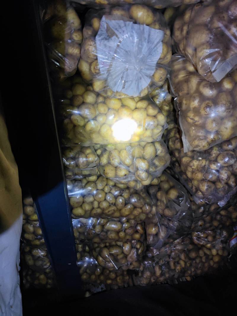山东精品荷兰十五土豆产地直供量从从优对接全国商超
