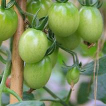 番茄种子孑绿珍珠番茄种籽皮薄多汁阳台盆栽田园樱桃迷你