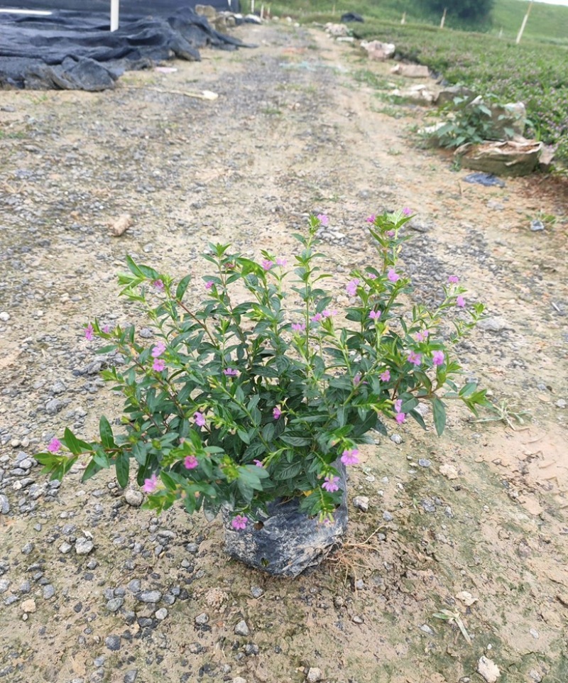 大量出售各种规格的满天星有须联系我价格优惠