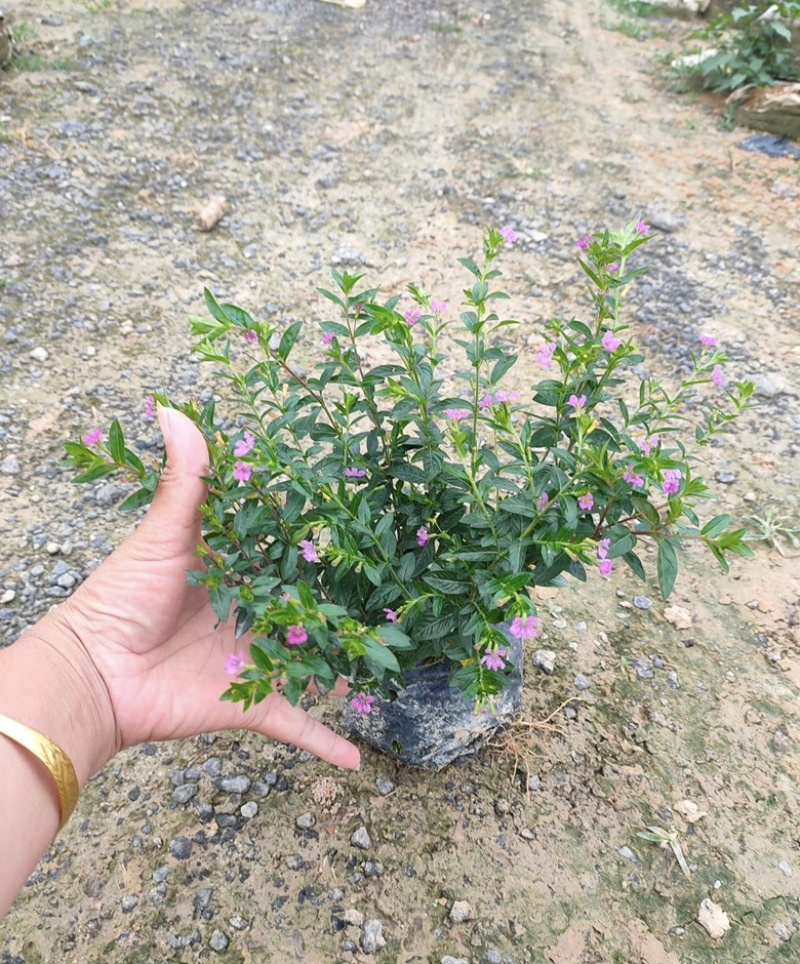 大量出售各种规格的满天星有须联系我价格优惠