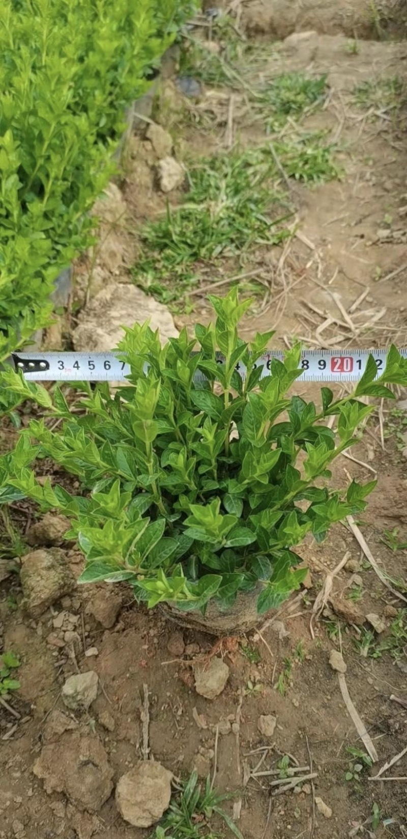 大量出售各种规格的满天星有须联系我价格优惠