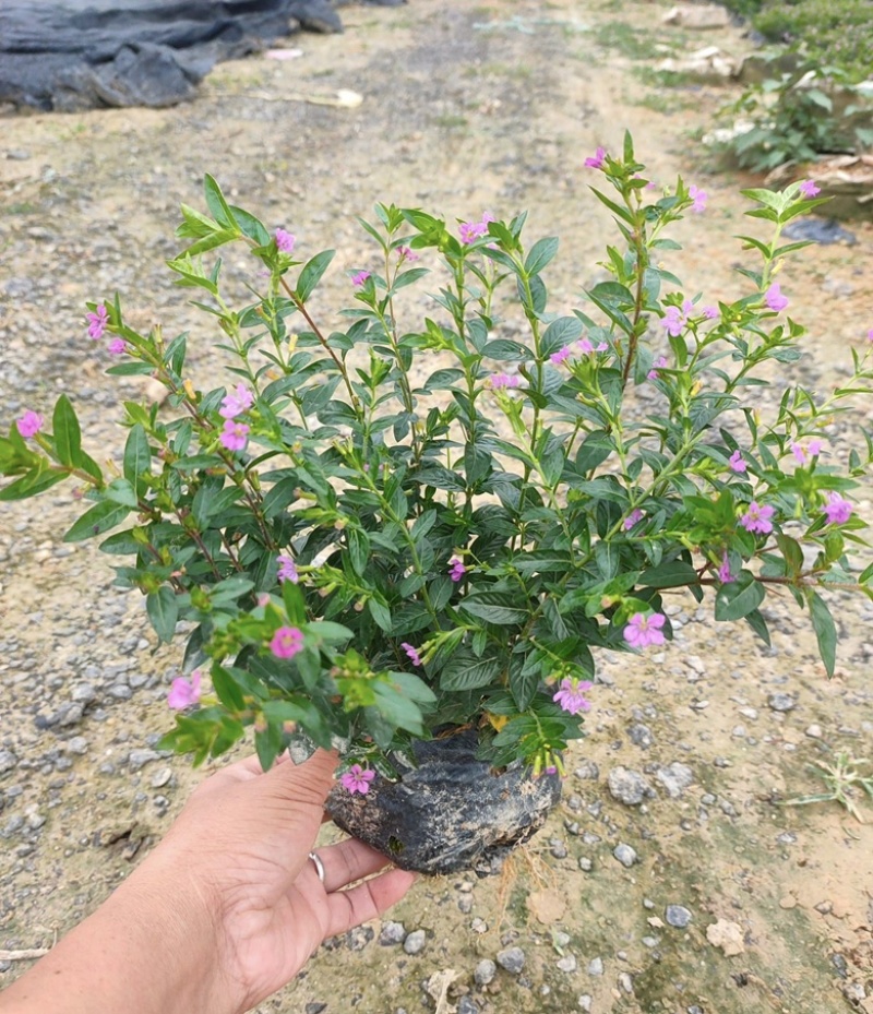 大量出售各种规格的满天星有须联系我价格优惠