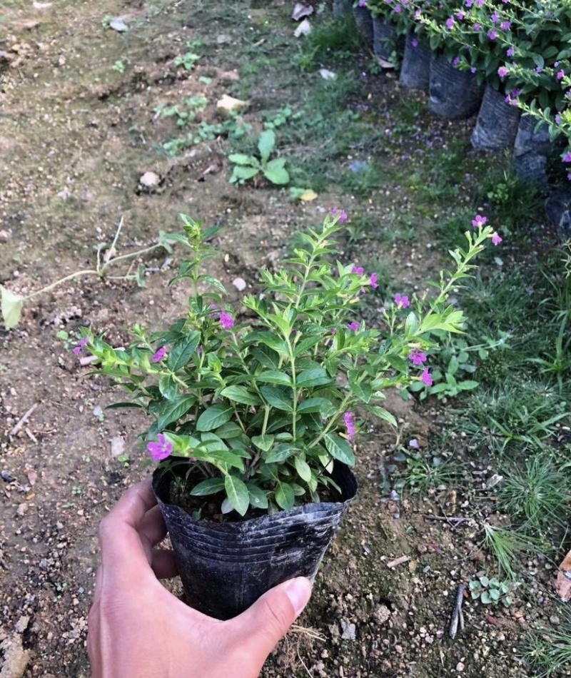 大量出售各种规格的满天星有须联系我价格优惠