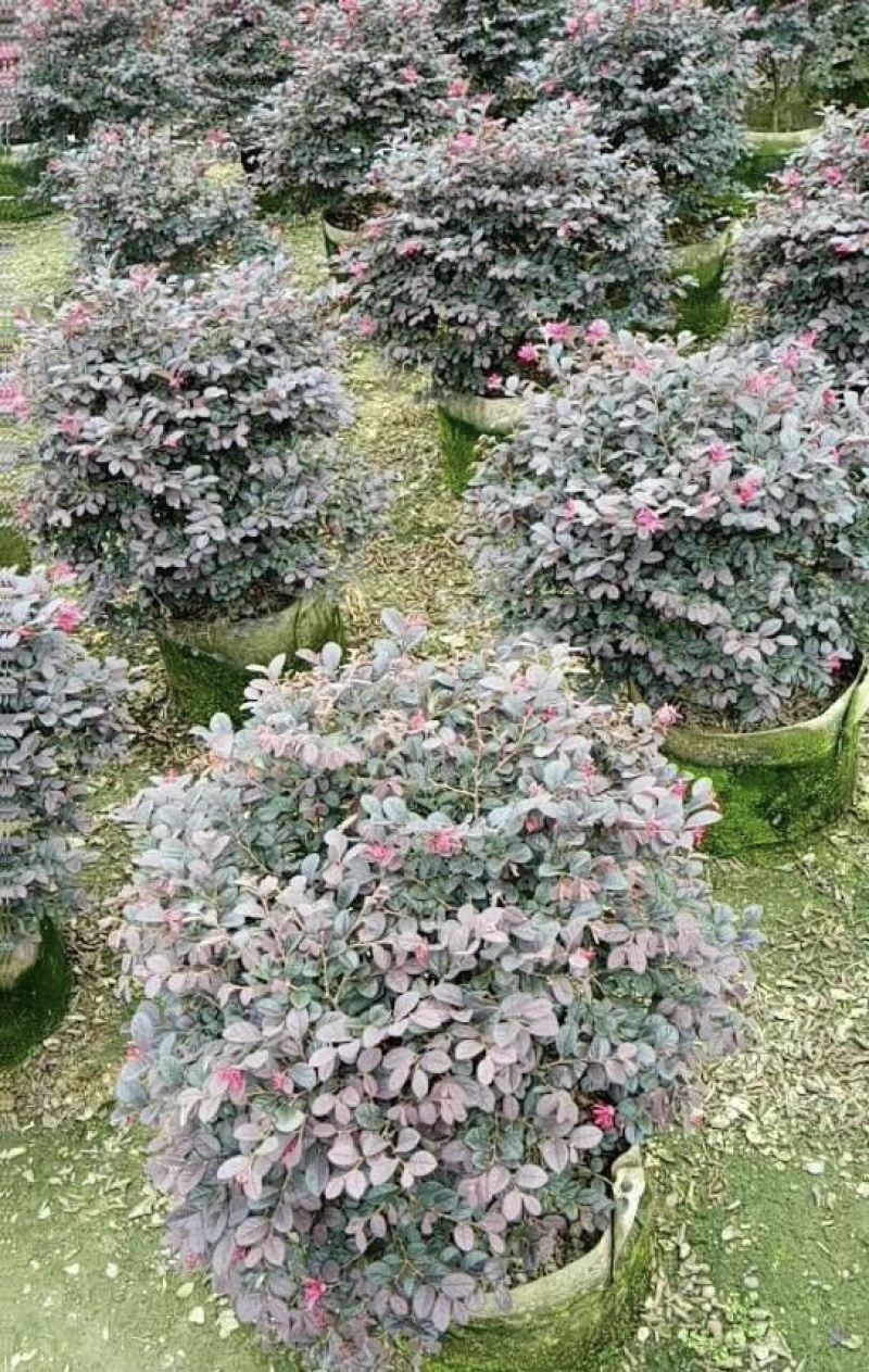 大量出售各规格的红继木有须联系我价格优惠