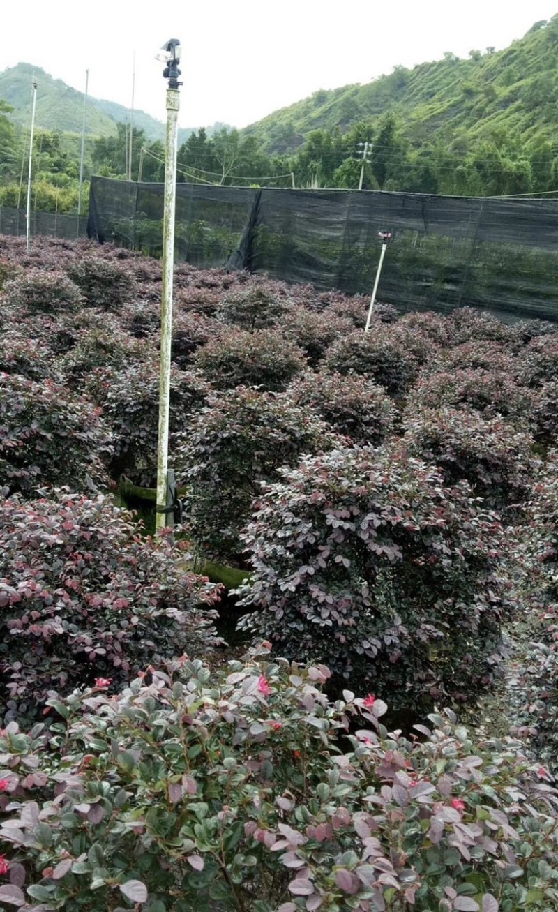 大量出售各规格的红继木有须联系我价格优惠