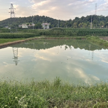 鱼塘出租，两口用于赌塘，一口58×36一口52×23米！