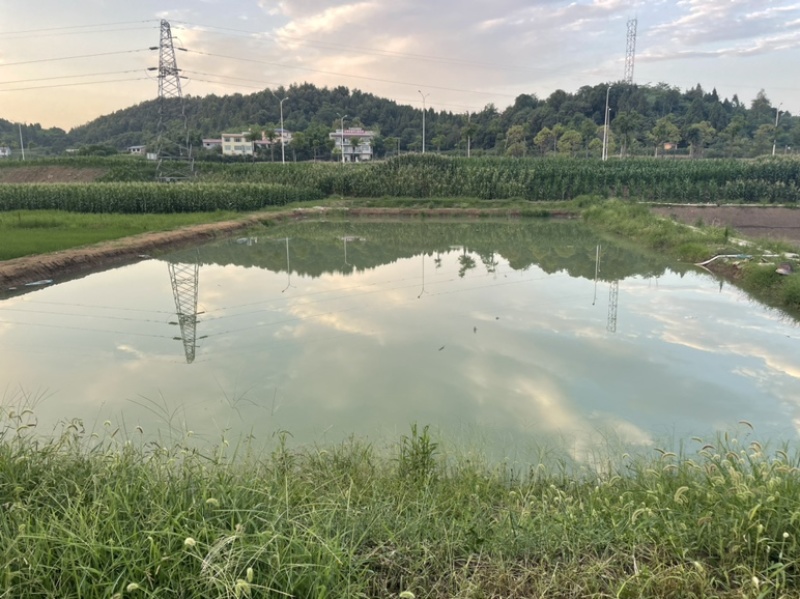 鱼塘出租，两口用于赌塘，一口58×36一口52×23米！